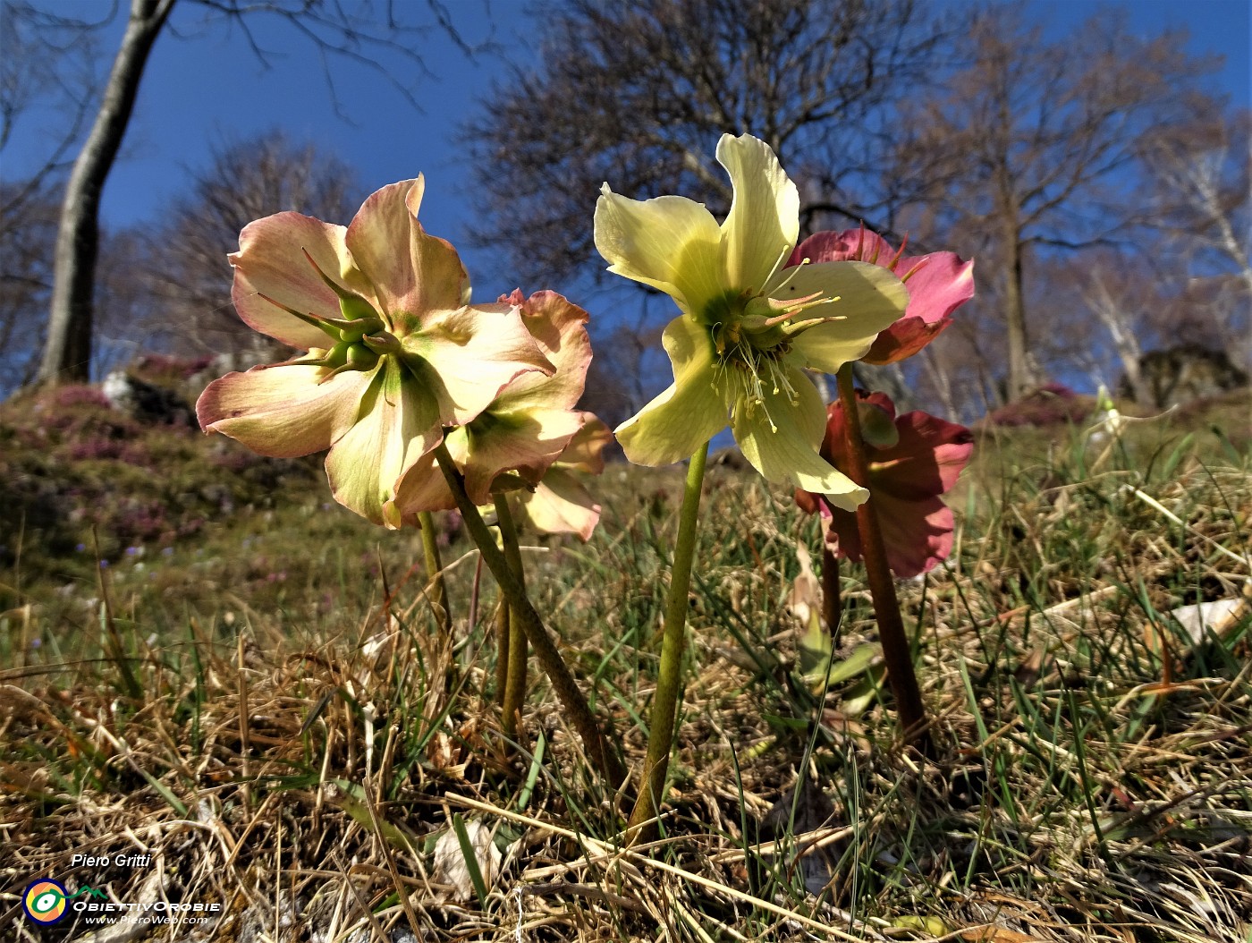 44 Ellebori (Helleborus niger) .JPG